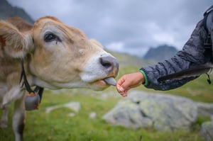 Brown Cow licking the hand of a man on a farm 