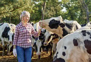A femal farmer patting a diary cow